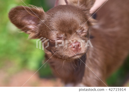 Chow-chow Blinks his eyes in the sun close-up 42715914