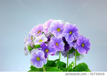 Primula Julian Obconica Tokiwakura Purple Flower 42716029