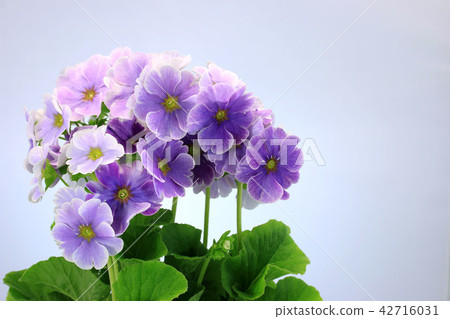 Primula Julian Obconica Tokiwakura Purple Flower Primula Julian Obconica Tokiwakura Purple Flower 42716031