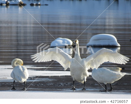 Swan in Lake Inawashiro 42716057