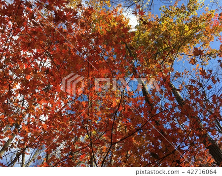 Autumn color 42716064