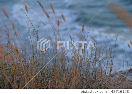 Grass sand dune and view of stormy sea Grass sand dune and view of stormy sea 42716198