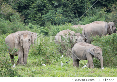 Asian elephants is eating solid in Thailand forest Asian elephants is eating solid in Thailand forest 42716722