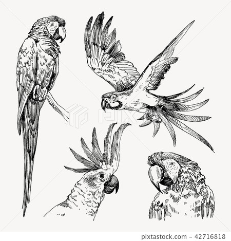 Set of hand drawn sketch black and white vintage exotic tropical bird parrot macaw and cockatoo 42716818
