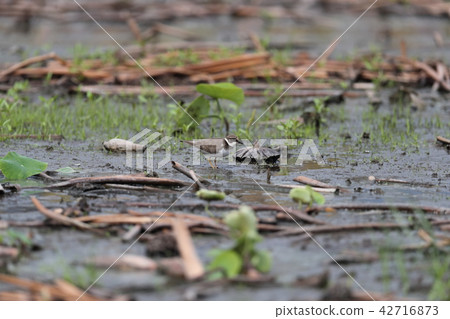 Tantalizing Tantalizing 42716873