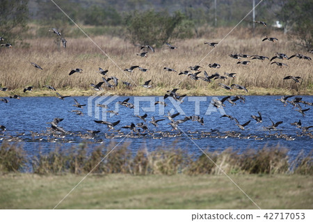 A crowd of water 42717053