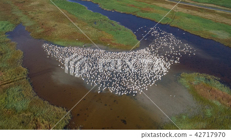 white pelicans in Danube Delta, Romania white pelicans in Danube Delta, Romania 42717970