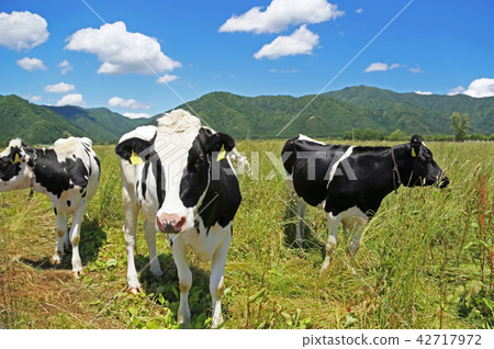 Holstein at the ranch 42717972