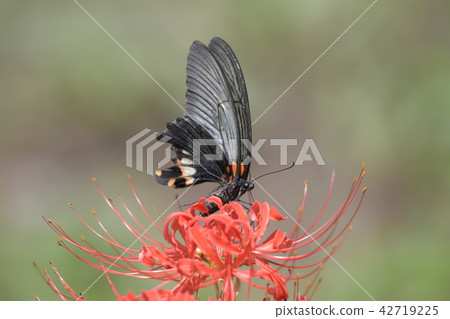 Higanki花和Monkeyeagheha 42719225