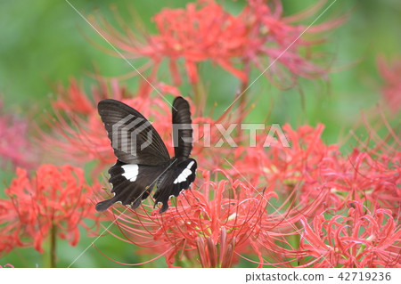 Higanki flower and Monkeyeagheha Higanki flower and Monkeyeagheha 42719236