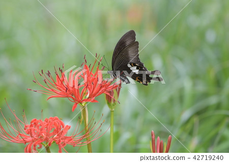 Higanki花和Monkeyeagheha 42719240