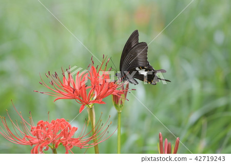 Higanki flower and Monkeyeagheha 42719243