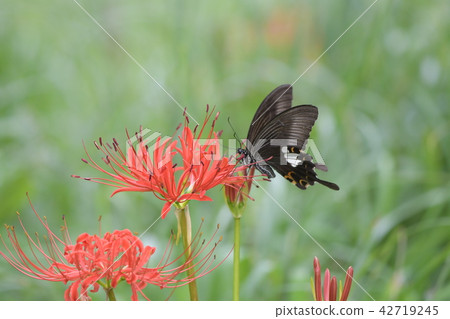 Higanki花和Monkeyeagheha 42719245