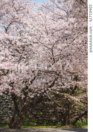 Maizuru公園的櫻花 Maizuru公園的櫻花 42719403