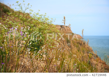 high coast by the sea, beautiful wild landscape  42719446