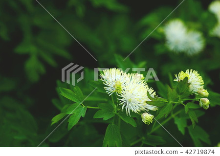 Larch flowers Larch flowers 42719874
