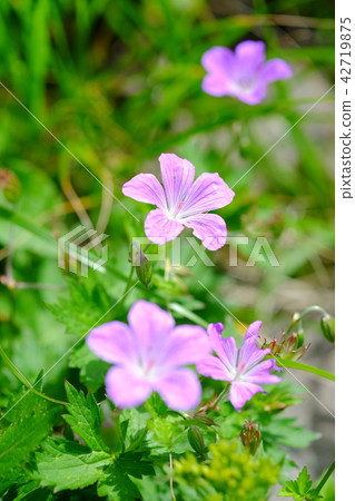 Hakusanfuro's flower Hakusanfuro's flower 42719875