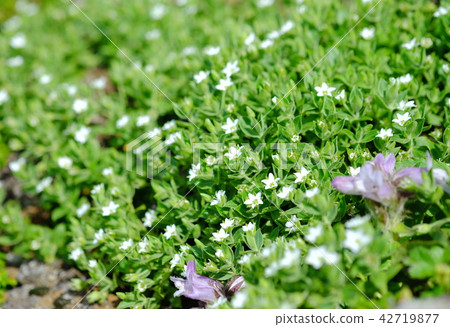 蝴蝶鮮花 蝴蝶鮮花 42719877