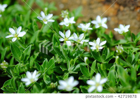 蝴蝶鮮花 42719878