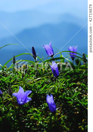 搖滾花 搖滾花 42719879