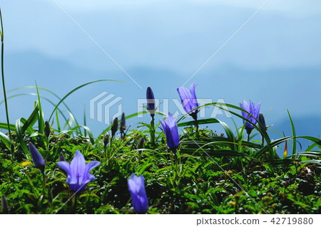 Rock flowers 42719880