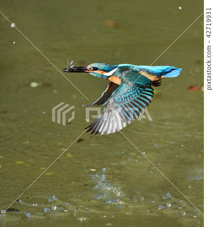 翠鳥的捕食 翠鳥的捕食 42719931