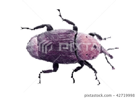 Weevil. Isolated on white background. Vector Weevil. Isolated on white background. Vector 42719998