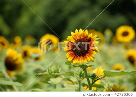 Sunflower World Expo Memorial Park 42720306