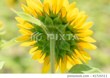Sunflower World Expo Memorial Park Sunflower World Expo Memorial Park 42720311