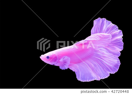 Fighting fish Fighting fish 42720448