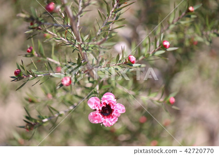 Manuka 42720770