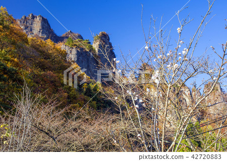 Iwamifeng小組在秋天和冬天櫻桃樹 42720883
