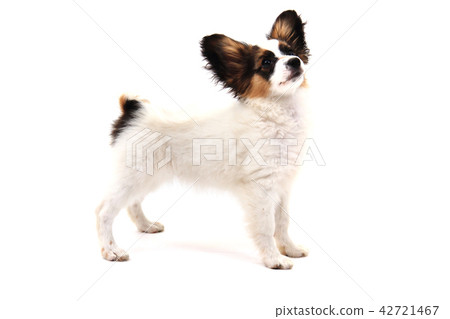 papillon dog isolated 42721467