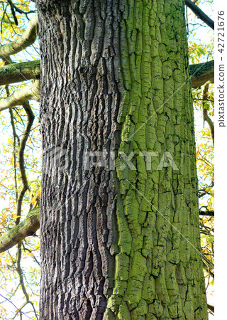 英國英國樹幹青苔一半 42721676