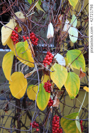 Schizandra chinensis plant with fruits Schizandra chinensis plant with fruits 42721798
