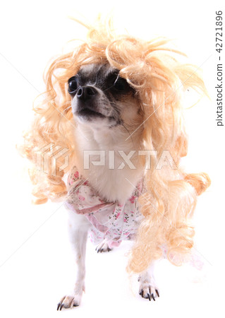 small blonde chihuahua isolated small blonde chihuahua isolated 42721896