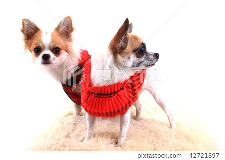 two chihuahua is resting two chihuahua is resting 42721897
