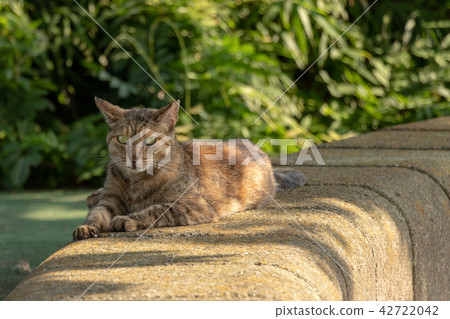 A cat to rest in the park A cat to rest in the park 42722042