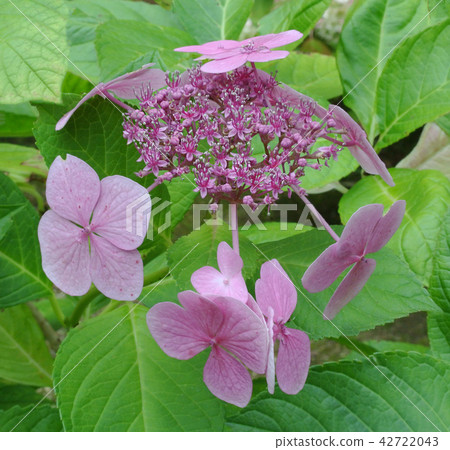 British British crab Hydrangea flowers British British crab Hydrangea flowers 42722043
