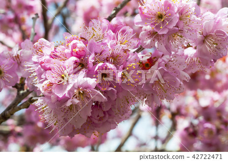 Closeup pink cherry under the sun 42722471