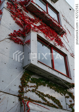 Ivy leaves autumn leaves 42722581
