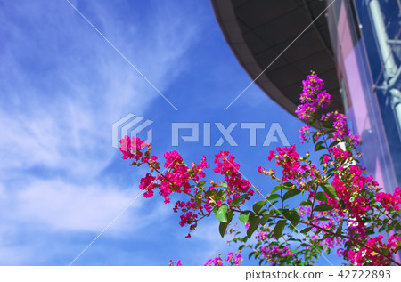 Crape myrtle flower Crape myrtle flower 42722893