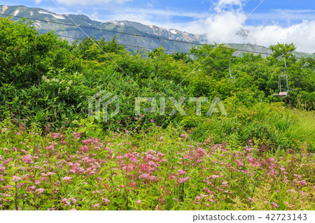 Goryu Goryu 42723143