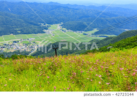 Goryu Goryu 42723144