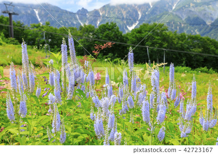 Goryu Goryu 42723167