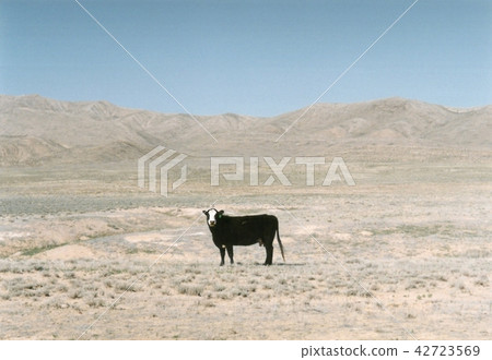 Cows in the Wilderness, USA Nevada, Cows in the Wilderness, USA Nevada, 42723569