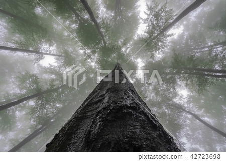 Spring tree crown Spring tree crown 42723698