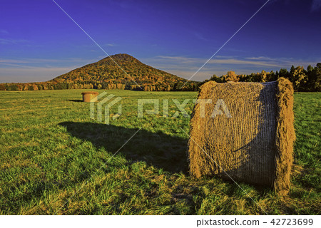 Silage in meadow Silage in meadow 42723699