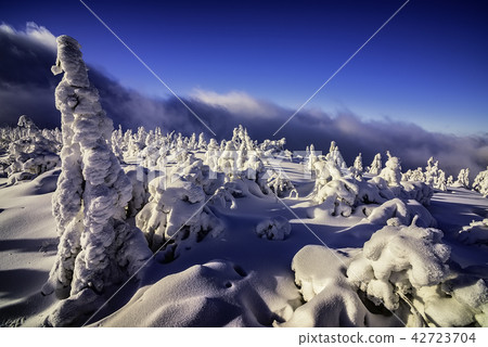 Winter landscape with trees Winter landscape with trees 42723704