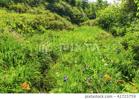 Tsugaike Nature Park 42723759